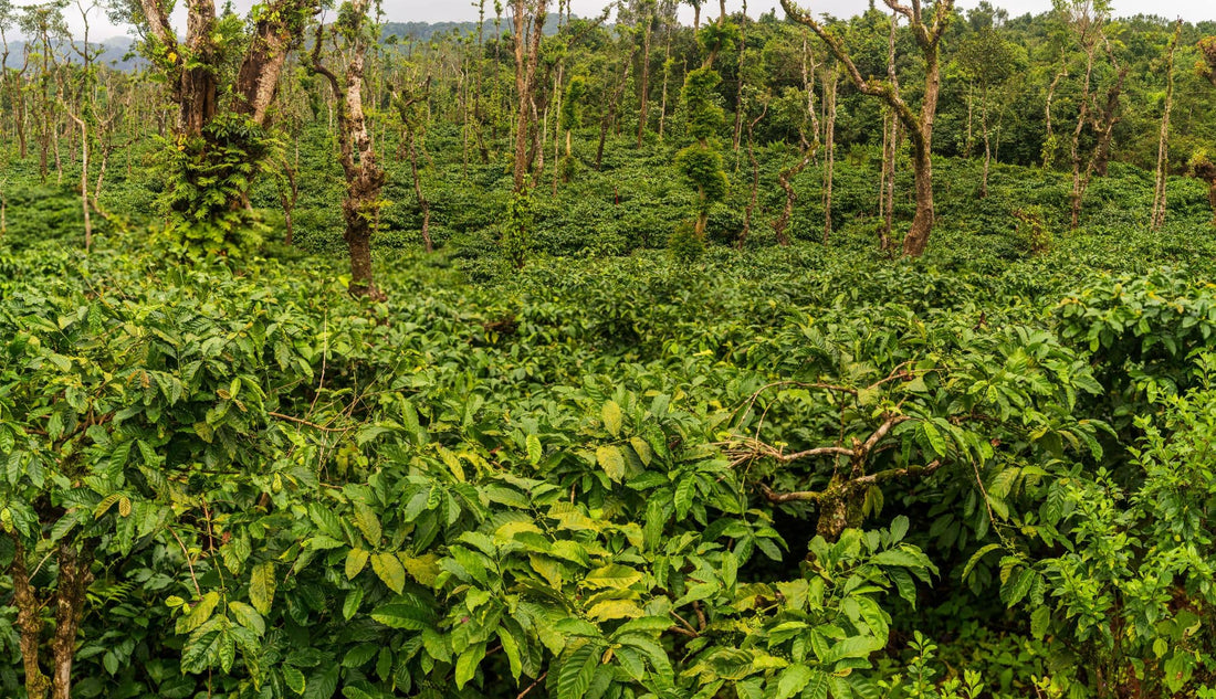 Robusta Kaffee: Fine Robusta, Unterschiede & Mythen