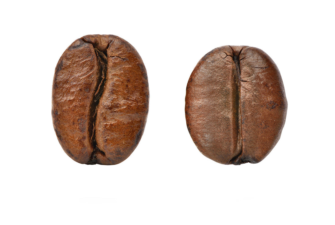 Arabica vs. Robsuta: Zwei geröstete Kaffeebohnen im Vergleich: links Arabica mit geschwungener Kerbe, rechts Robusta mit gerader Kerbe auf Weiss
