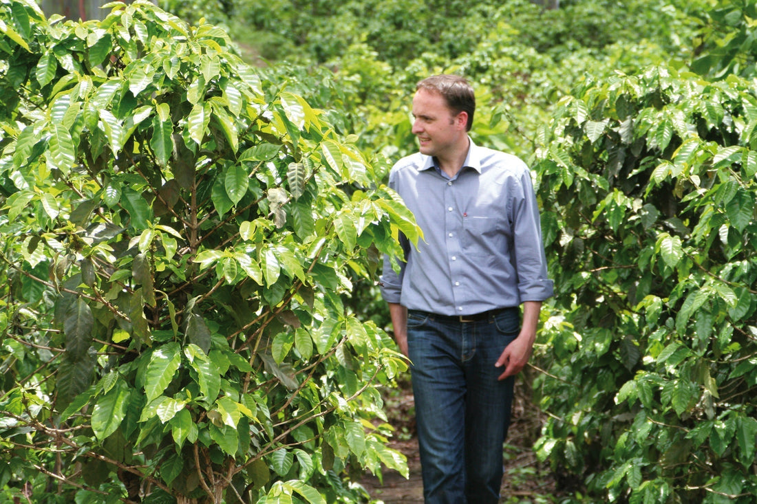  Person geht zwischen dicht bewachsenen Kaffeepflanzen einer Plantage, Symbol für nachhaltigen Kaffee und direkte Handelspartnerschaften