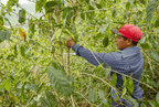 Suave, Nicaragua - Entkoffeiniert