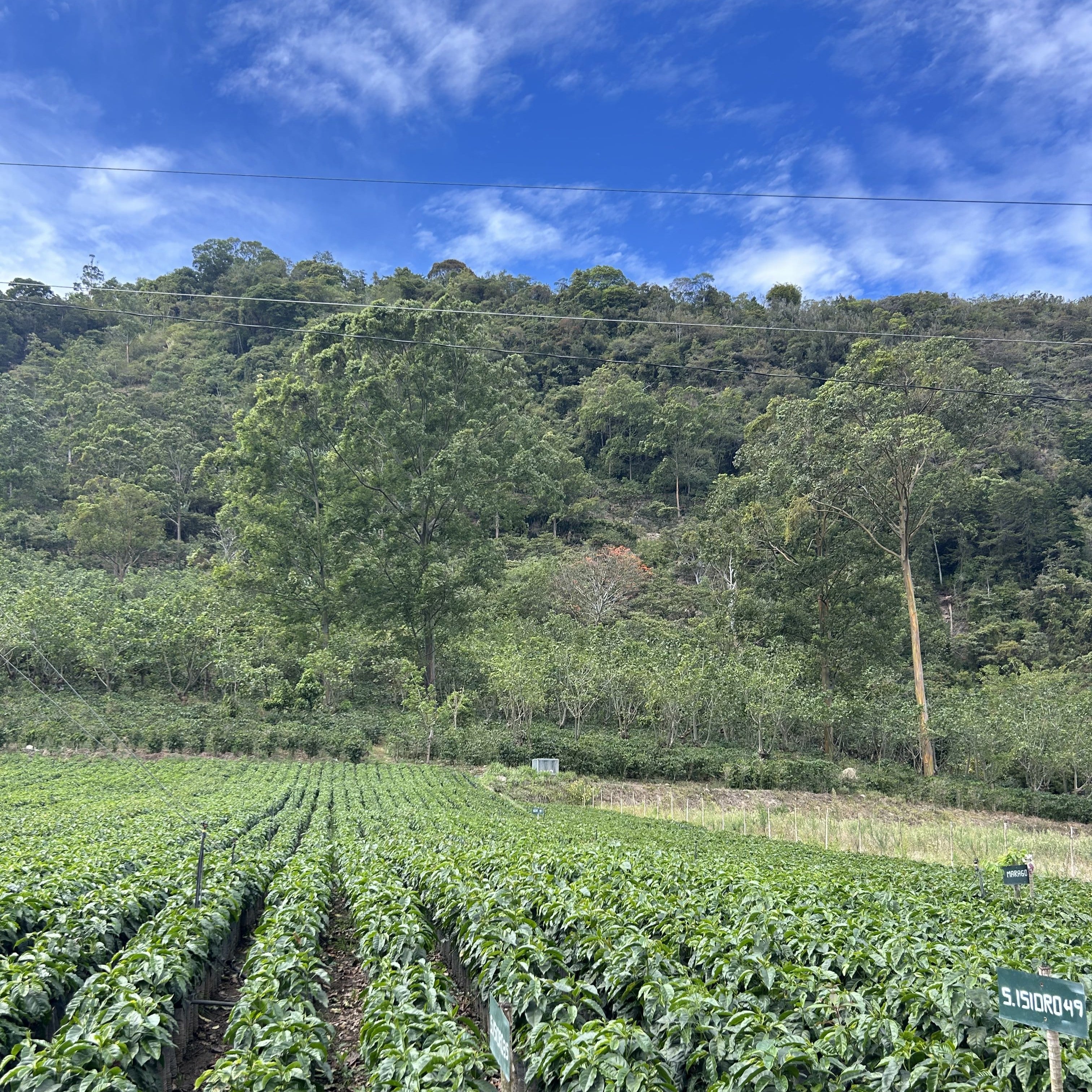  Reihen junger Kaffeepflanzen vor bewaldetem Hang und blauem Himmel, Feldschilder markieren Sortenversuche in einer Kaffee-Testfarm