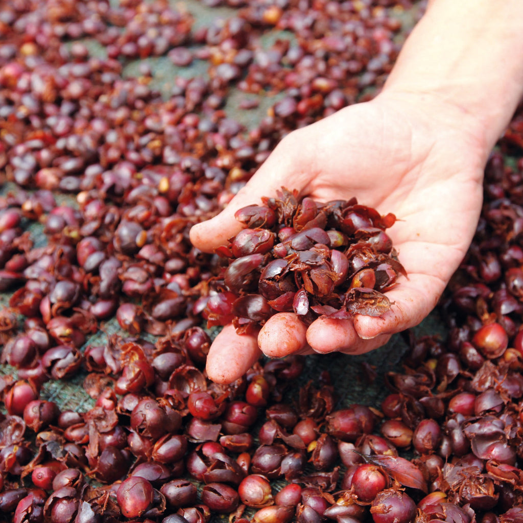 Hand voller getrockneter roter Kaffeekirschen‑Cascara auf grünem Trocknungsnetz der Association Miguel Grau für Pacha Mama BIO in Peru