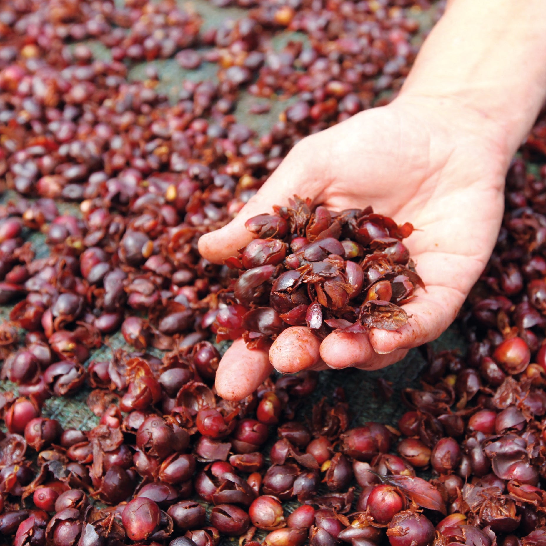 Hand voller getrockneter roter Kaffeekirschen‑Cascara auf grünem Trocknungsnetz der Association Miguel Grau für Pacha Mama BIO in Peru
