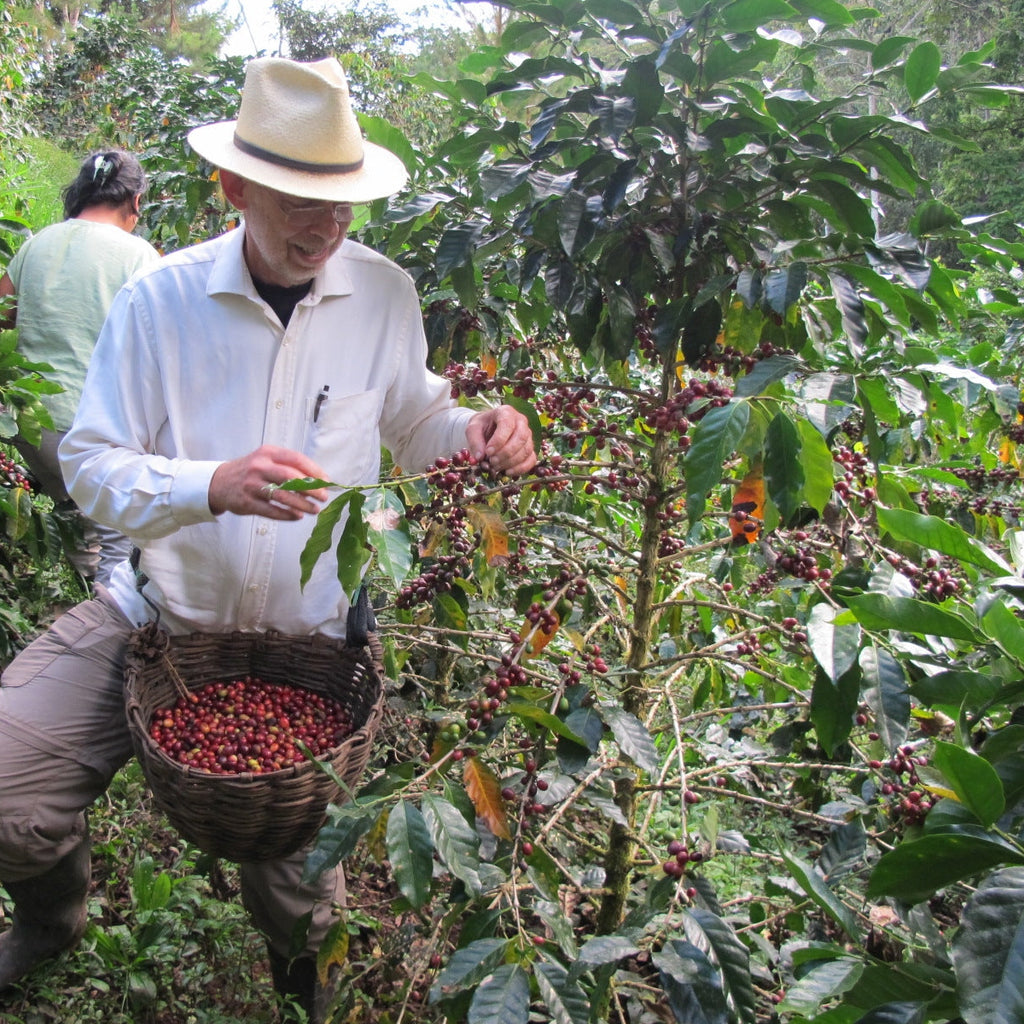 Kaffeebauer mit Bastkorb pflückt reife rote Kaffeekirschen in steiler Plantage der Association Miguel Grau für Pacha Mama BIO in Peru