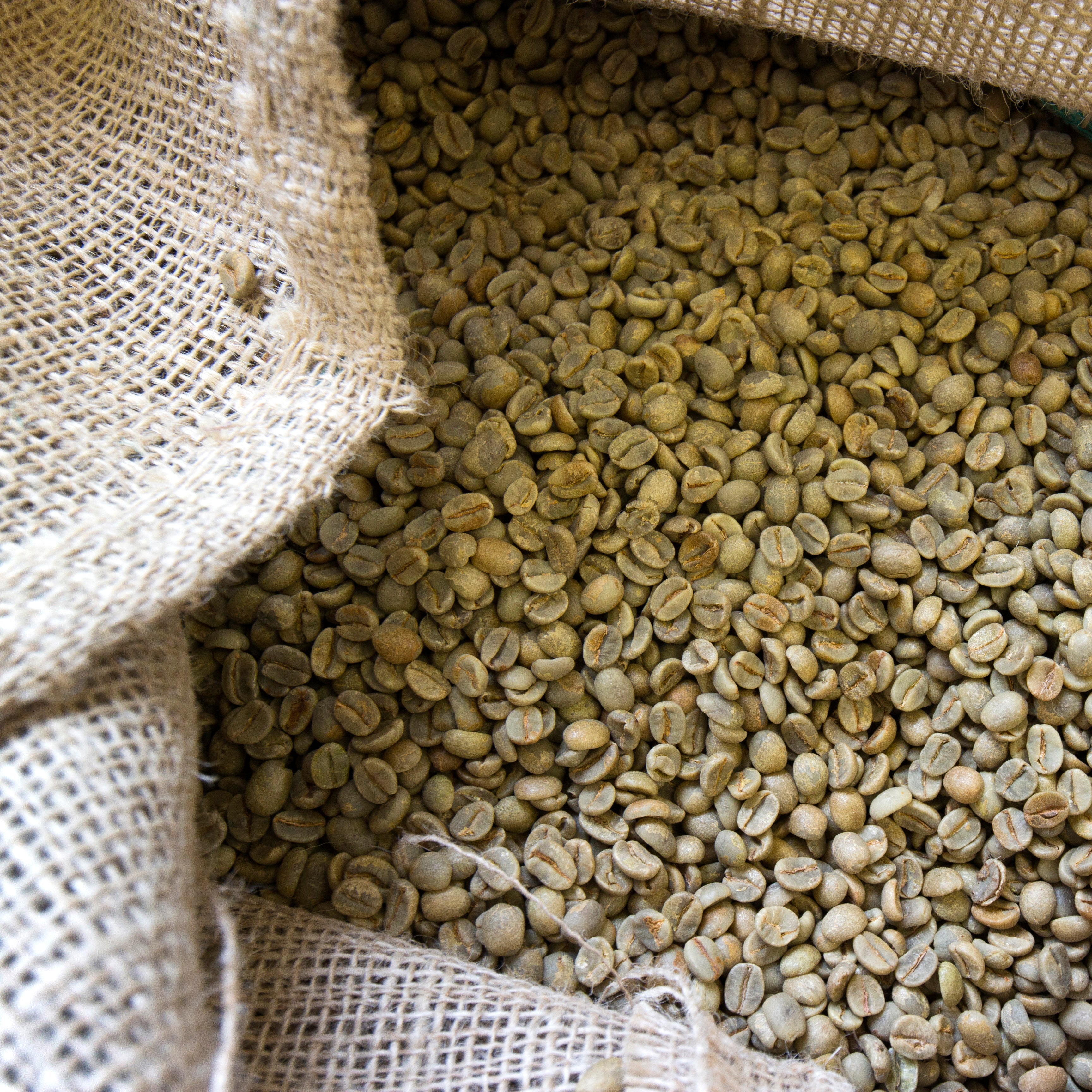 Grüner Kaffee Tee Rohkaffee in offenem Jutesack, zahlreiche hellgrüne Rohkaffeebohnen von oben sichtbar