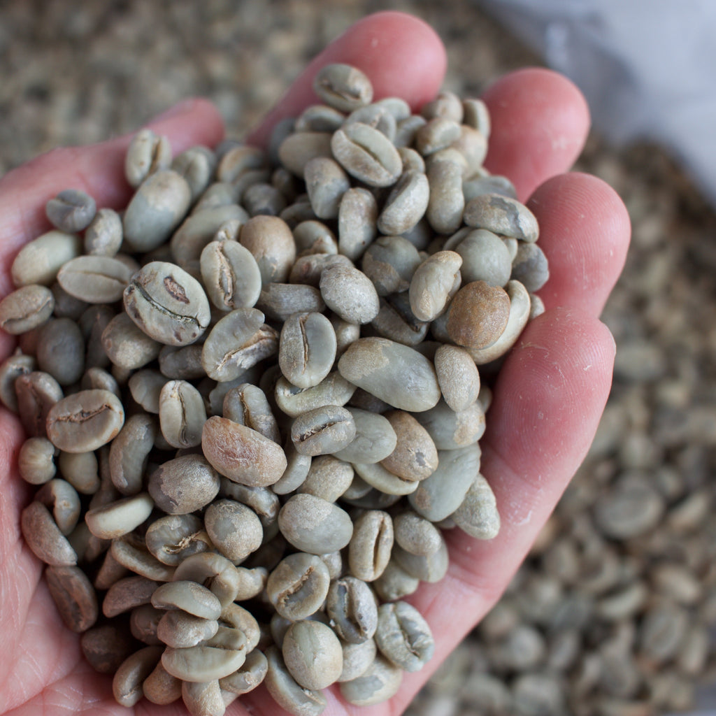 Hand voller grüner Rohkaffeebohnen für Grünen Kaffee Tee, Nahaufnahme der ungerösteten Bohnen in einem Sack, Murnauer Kafferöstereias