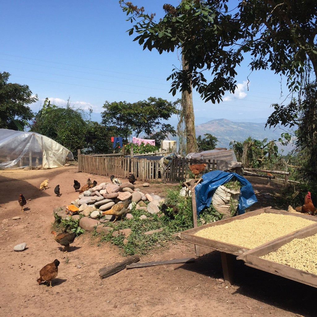 Hof einer Kaffeefinca der Association Miguel Grau mit Hühnern, Trocknungszelten und Pergamentkaffee auf Trockenbetten in Peru