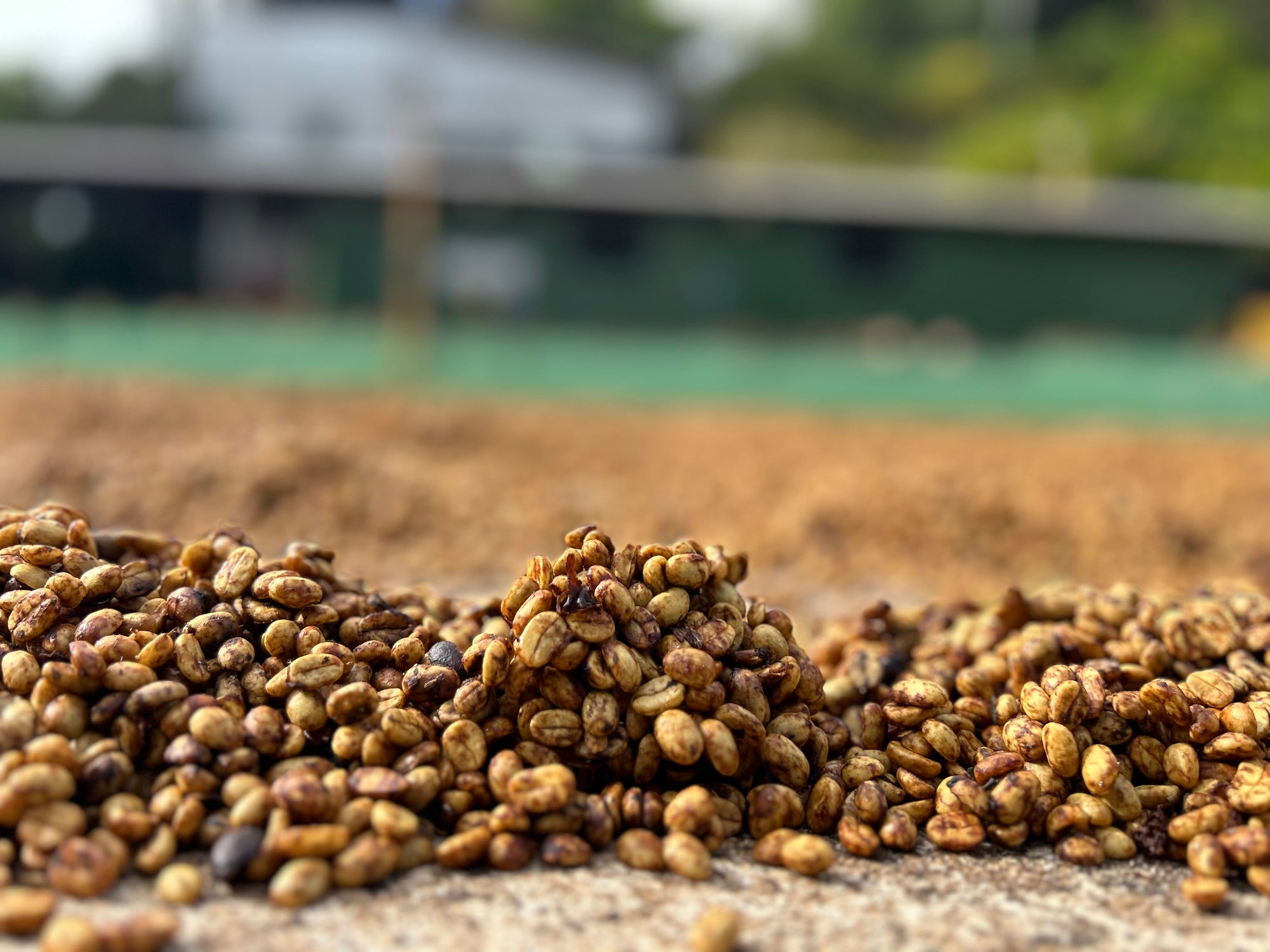 Santa Elena, Tarrazú – eine der renommiertesten Kaffeeregionen Costa Ricas.