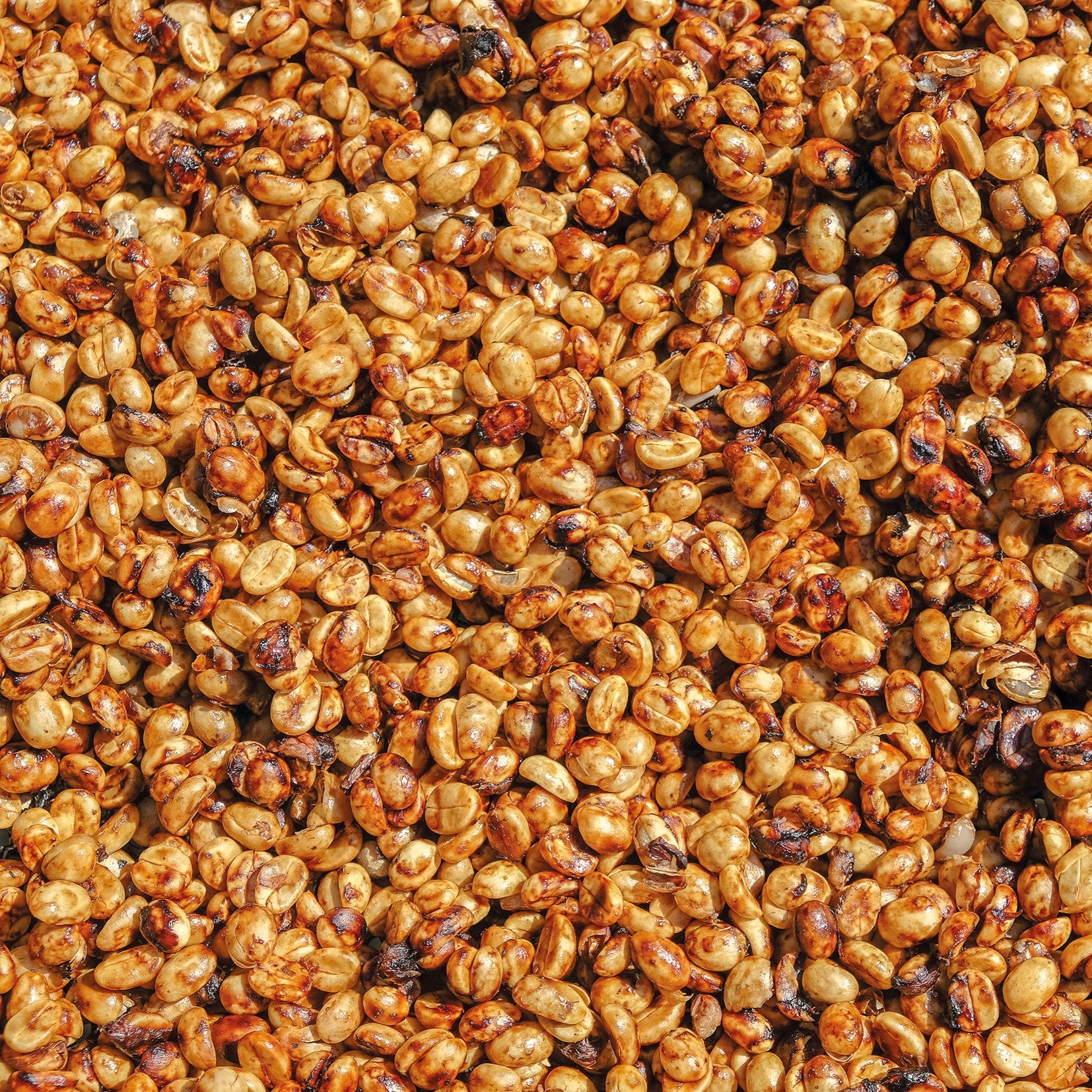 Nahaufnahme Honey Process: entpulpte Kaffeebohnen mit klebriger Schleimschicht trocknen dicht aneinandergelagert