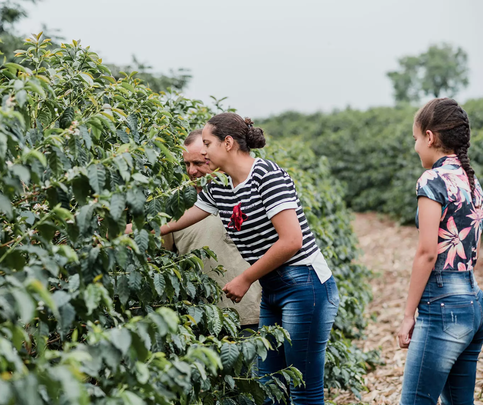Familie der APAS Kooperative prüft gemeinsam Kaffeepflanzenreihen auf der Adagio Decaf Brasilien Plantage im grünen Feld