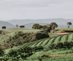 Weite Hügel-Landschaft der Adagio Decaf Brasilien Kaffeeplantage der APAS Kooperative mit Reihen grüner Sträucher und Farmhaus