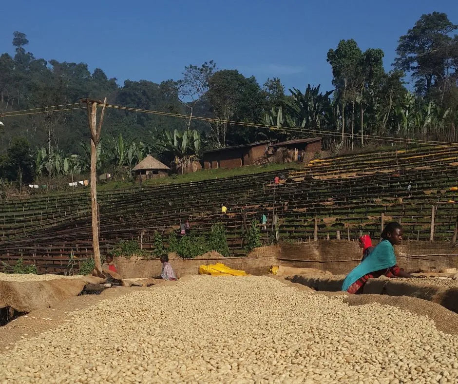 Gruppen von Mitarbeitenden sitzen und arbeiten auf Trockenbetten voller Kaffeekirschen der Aricha Äthiopien Kaffeeplantage