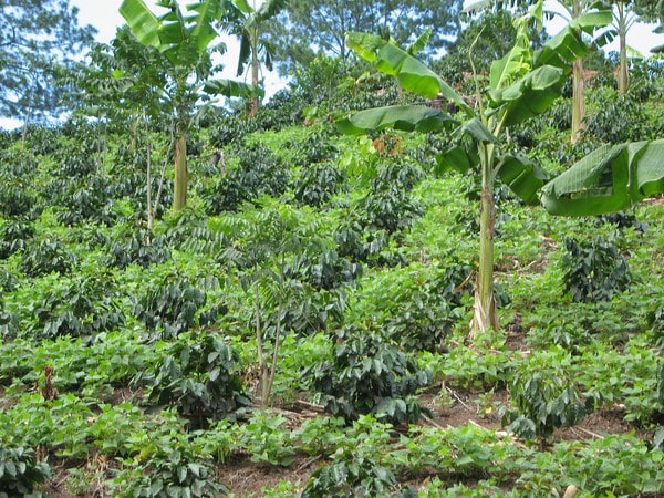 Hanglage mit Bella Vista Honduras Kaffee Pflanzen der COCAFCAL Kooperative zwischen Bananen als Schattenbäumen in Las Capucas