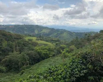 Weites grünes Bergtal der Cauca Kolumbien Bio Caficaua Kaffeeplantage mit dichten Kaffeeparzellen und bewaldeten Hügeln