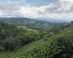 Weites grünes Bergtal der Cauca Kolumbien Bio Caficaua Kaffeeplantage mit dichten Kaffeeparzellen und bewaldeten Hügeln