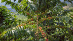 Kaffeebaum der Cauca Kolumbien Bio Caficaua Plantage mit dichten Zweigen voller grüner und roter Kaffeekirschen im Bergtal