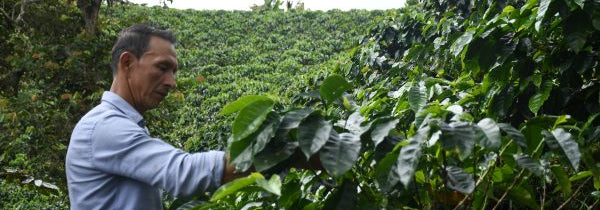 Kaffeebauer der Cauca Kolumbien Bio Caficaua Plantage mit dichten Zweigen voller grüner und roter Kaffeekirschen im Bergtal bei der Kaffeernte