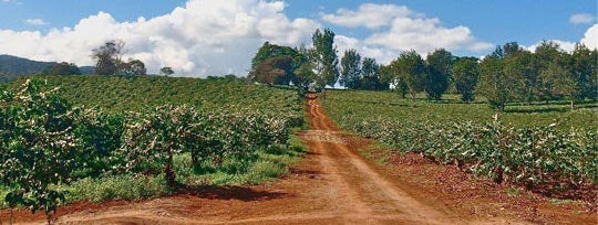 Edelweiss Estate, Tansania