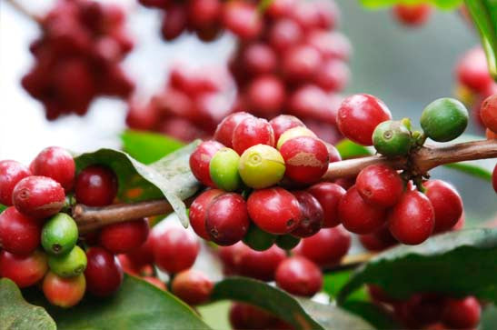Rote und grüne Kaffeekirschen an dicht behangenem Zweig der Edelweiss Estate Kaffeeplantage in Tansania, Nahaufnahme
