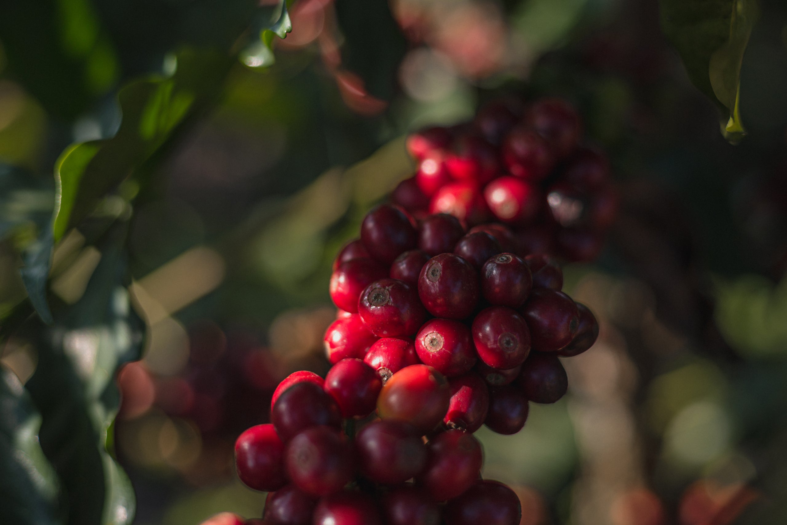 Rote Kaffeekirschen von Fazenda Rainha Brasilien Kaffee dicht am Zweig, glänzende Früchte vor dunkelgrünem unscharfen Hintergrund