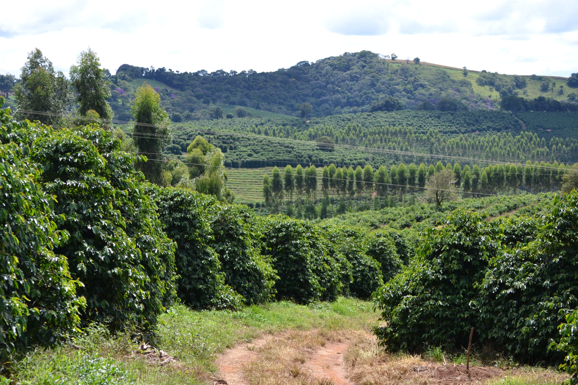 Fazenda Rainha, Brasilien