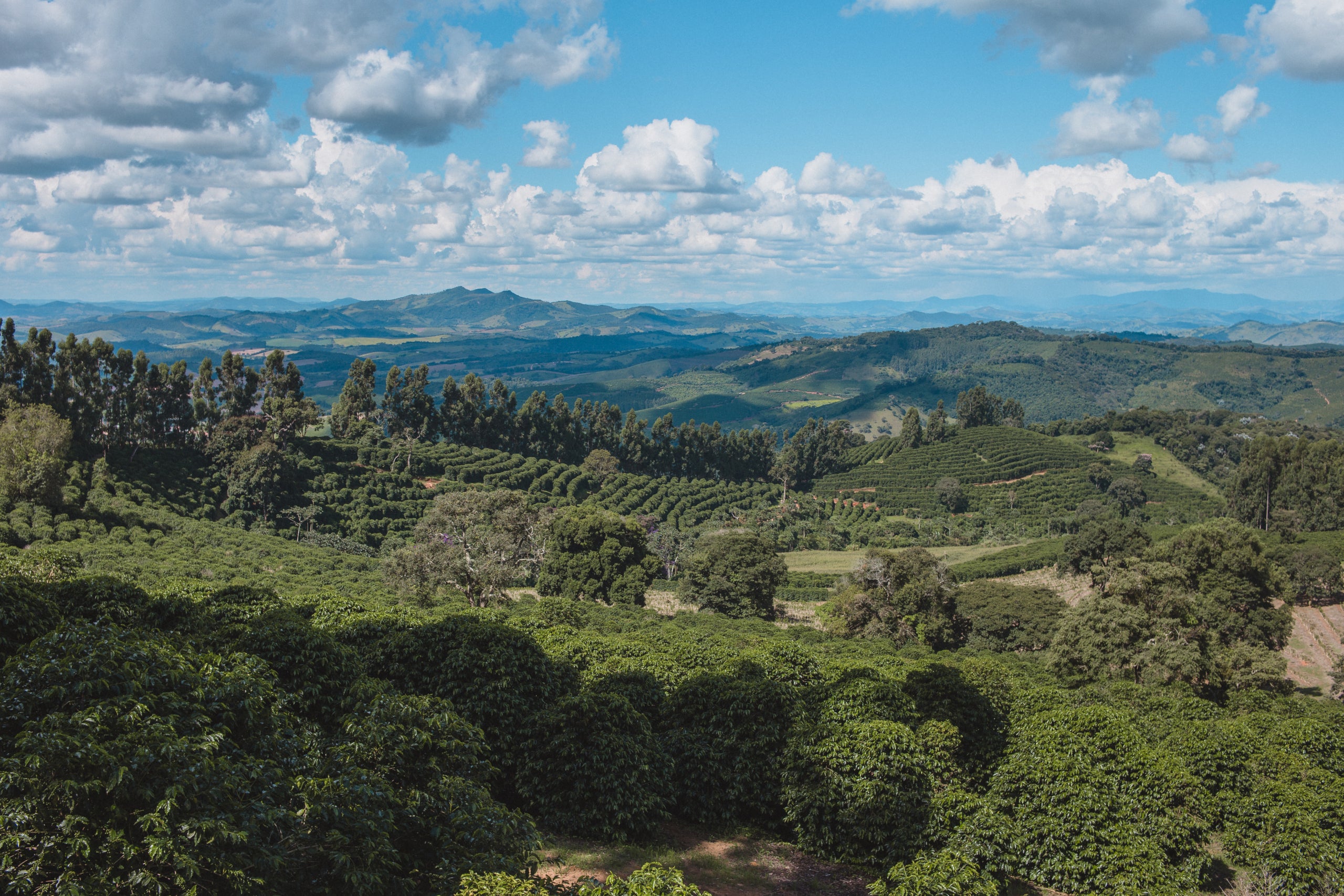 Weite Aussicht über Fazenda Rainha Brasilien Kaffeeplantage mit grünen Kaffeereihen, Hügeln und blauem Himmel