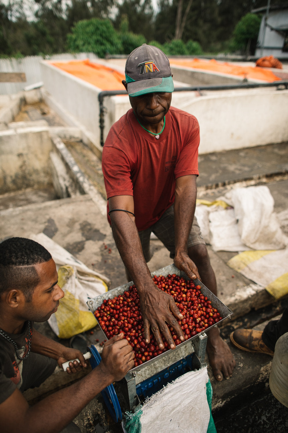 Zwei Arbeiter verarbeiten rote Kaffeekirschen von Hidden Valley Papua-Neuguinea Kaffee in Metallmühle bei der Aufbereitung
