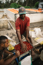 Zwei Arbeiter verarbeiten rote Kaffeekirschen von Hidden Valley Papua-Neuguinea Kaffee in Metallmühle bei der Aufbereitung