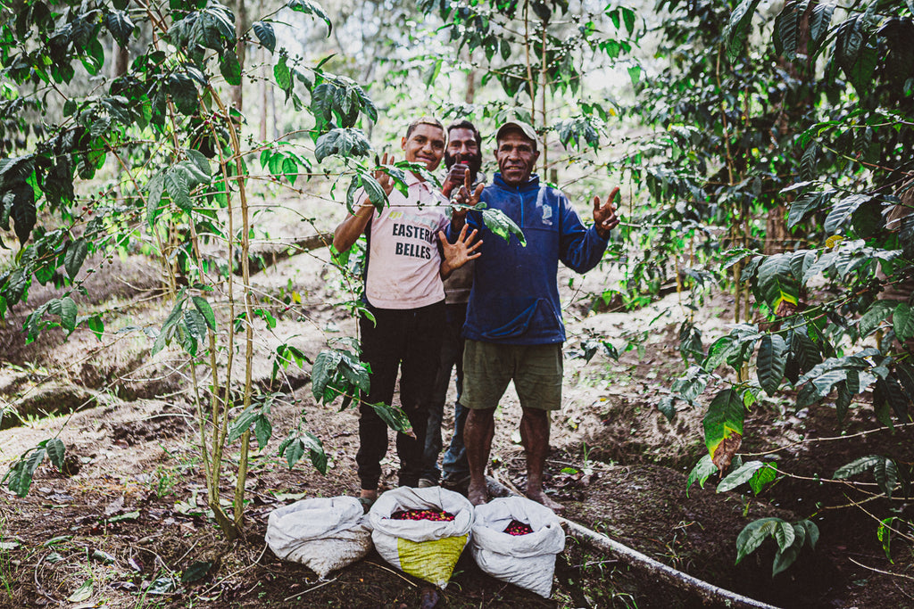 Drei Kaffeebauern auf Hidden Valley Papua-Neuguinea Kaffeeplantage hinter Kaffeesträuchern, vor ihnen Säcke mit roten Kaffeekirschen