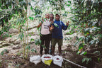 Drei Kaffeebauern auf Hidden Valley Papua-Neuguinea Kaffeeplantage hinter Kaffeesträuchern, vor ihnen Säcke mit roten Kaffeekirschen