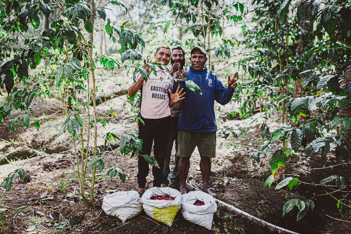 Drei Kaffeebauern auf Hidden Valley Papua-Neuguinea Kaffeeplantage hinter Kaffeesträuchern, vor ihnen Säcke mit roten Kaffeekirschen
