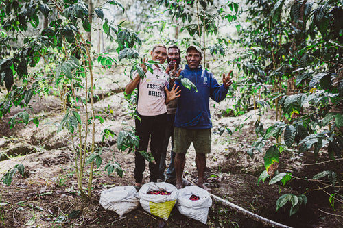 Drei Kaffeebauern auf Hidden Valley Papua-Neuguinea Kaffeeplantage hinter Kaffeesträuchern, vor ihnen Säcke mit roten Kaffeekirschen