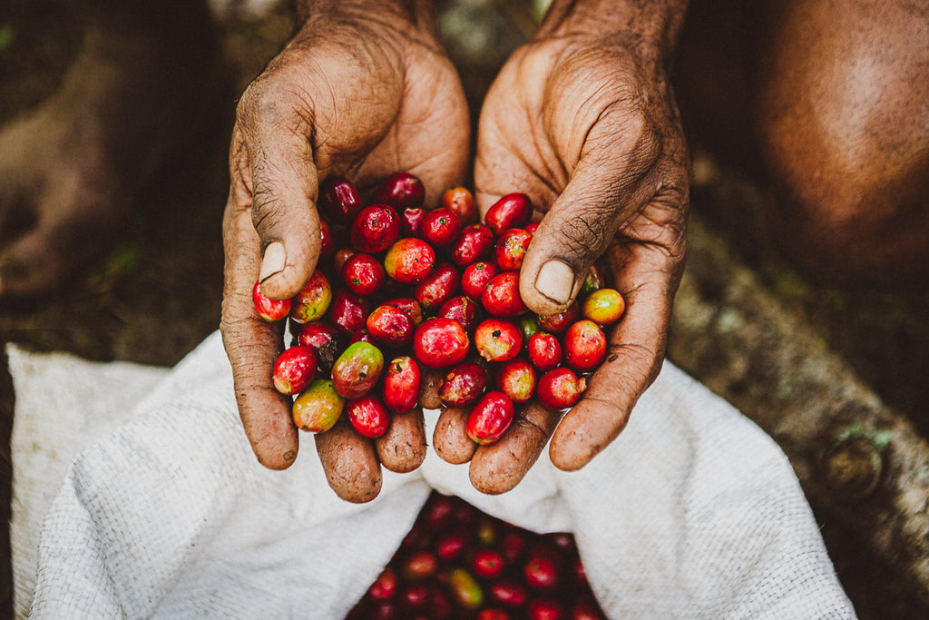 Hände eines Kaffeebauern halten rote und grüne Kaffeekirschen von Hidden Valley Papua-Neuguinea Kaffee über weißem Sack