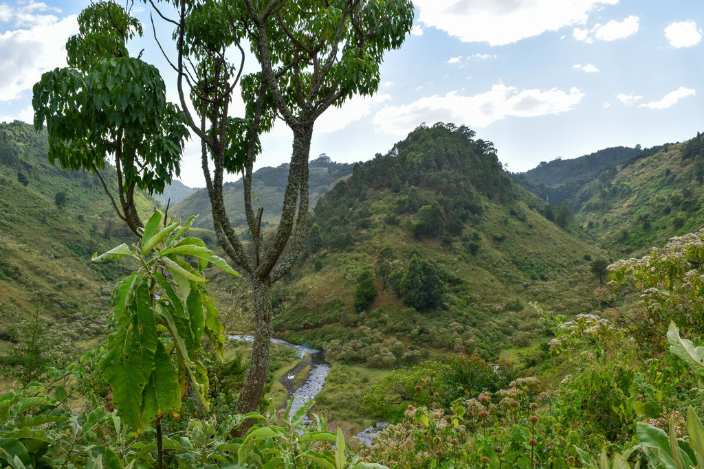 Grünes Tal der Ichamara Kenia Kaffeeplantage in Nyeri mit Fluss, Schattenbäumen und Hügeln unter leicht bewölktem Himmel