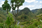 Grünes Tal der Ichamara Kenia Kaffeeplantage in Nyeri mit Fluss, Schattenbäumen und Hügeln unter leicht bewölktem Himmel