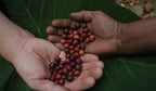 Zwei ausgestreckte Hände mit roten Kaffeekirschen von Jamala Indien Bio Robusta Kaffee auf großem grünen Blatt als Symbol für Partnerschaft