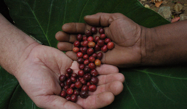 Zwei ausgestreckte Hände mit roten Kaffeekirschen von Jamala Indien Bio Robusta Kaffee auf großem grünen Blatt als Symbol für Partnerschaft