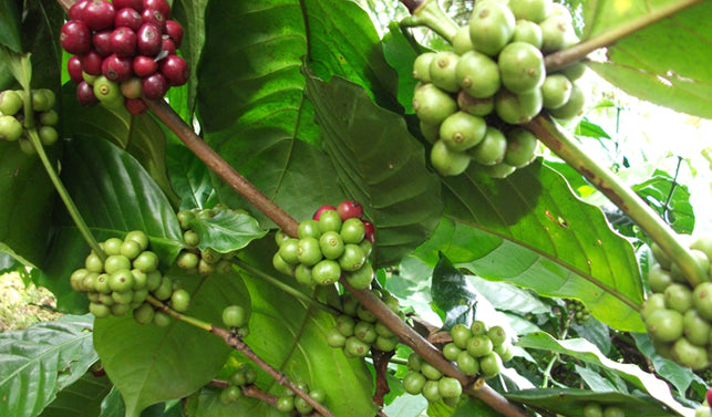 Zweig mit grünen und roten Kaffeekirschen von Jamala Indien Bio Robusta Kaffee auf schattiger Plantage mit großen Blättern