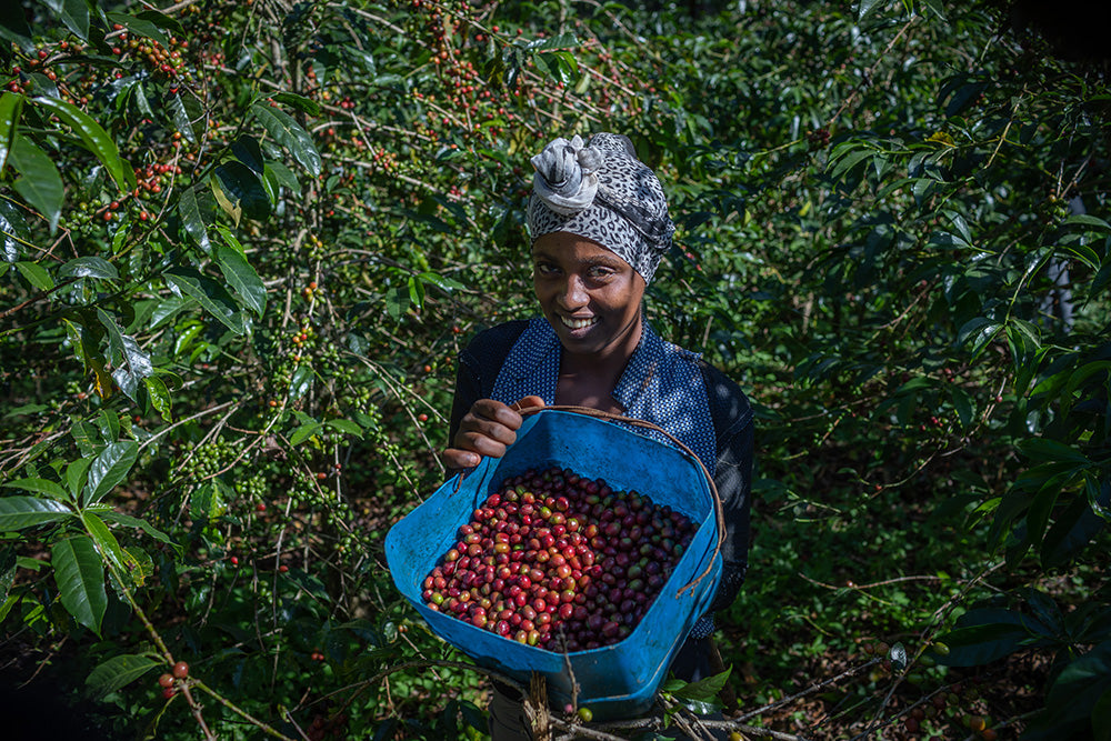 Kaffeebäuerin hält blaue Schale voller reifer Kaffeekirschen von Kaffa Äthiopien Tega Tula Kaffee zwischen Büschen