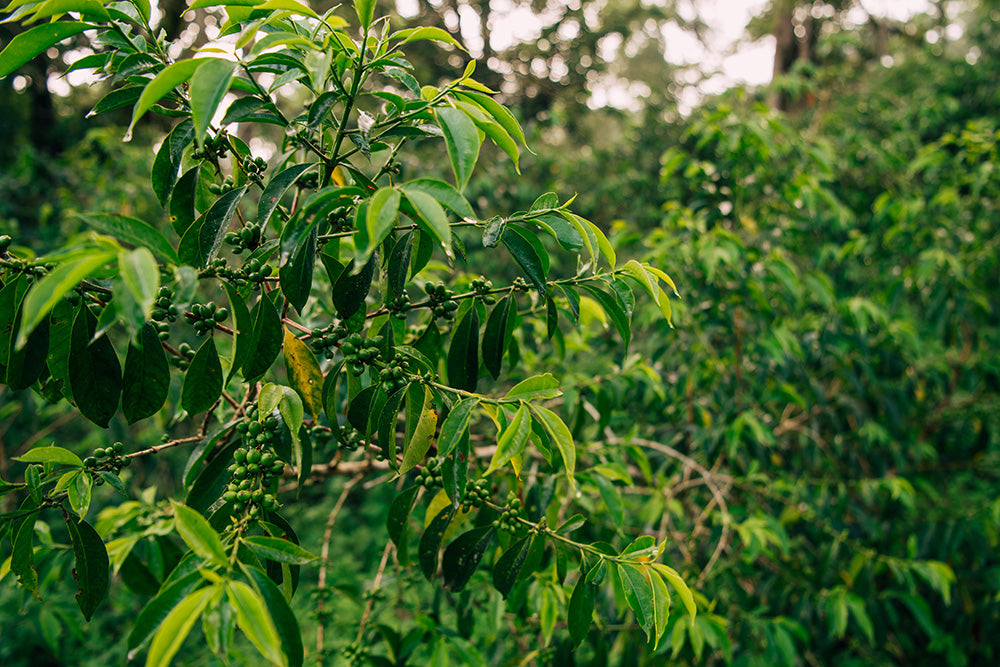 Grüne Kaffeekirschen von Kaffa Äthiopien Tega Tula Kaffee wachsen dicht an Zweigen in schattiger Plantage