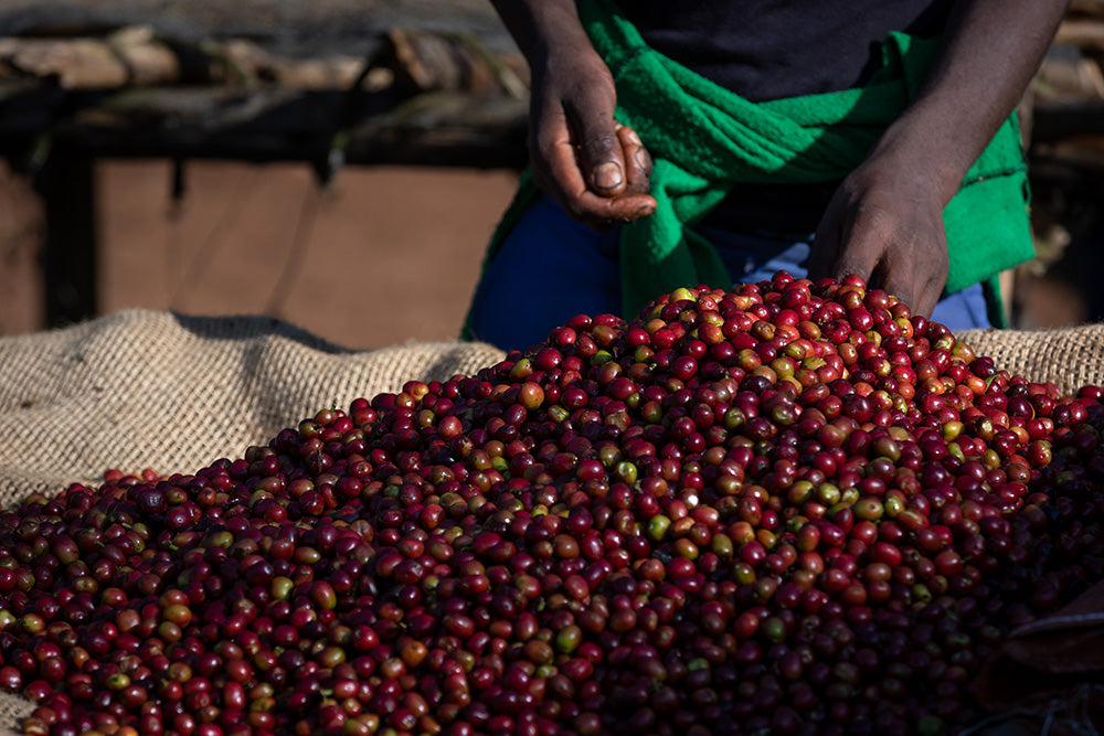 Hände häufen frisch geerntete rote Kaffeekirschen von Kaffa Äthiopien Tega Tula Kaffee auf Jutesack bei der Aufbereitung