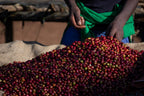 Hände häufen frisch geerntete rote Kaffeekirschen von Kaffa Äthiopien Tega Tula Kaffee auf Jutesack bei der Aufbereitung