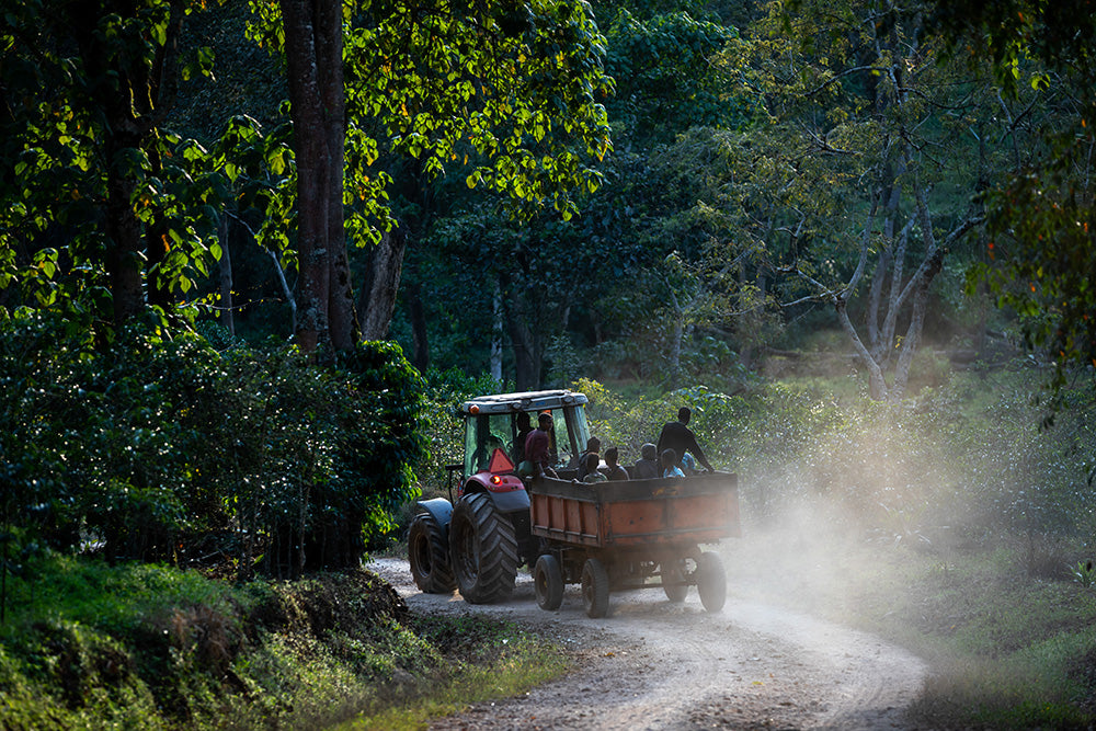 Traktor mit Anhänger fährt Mitarbeiter der Kaffa Äthiopien Tega Tula Kaffeeplantage bei Abendlicht über staubige Waldpiste