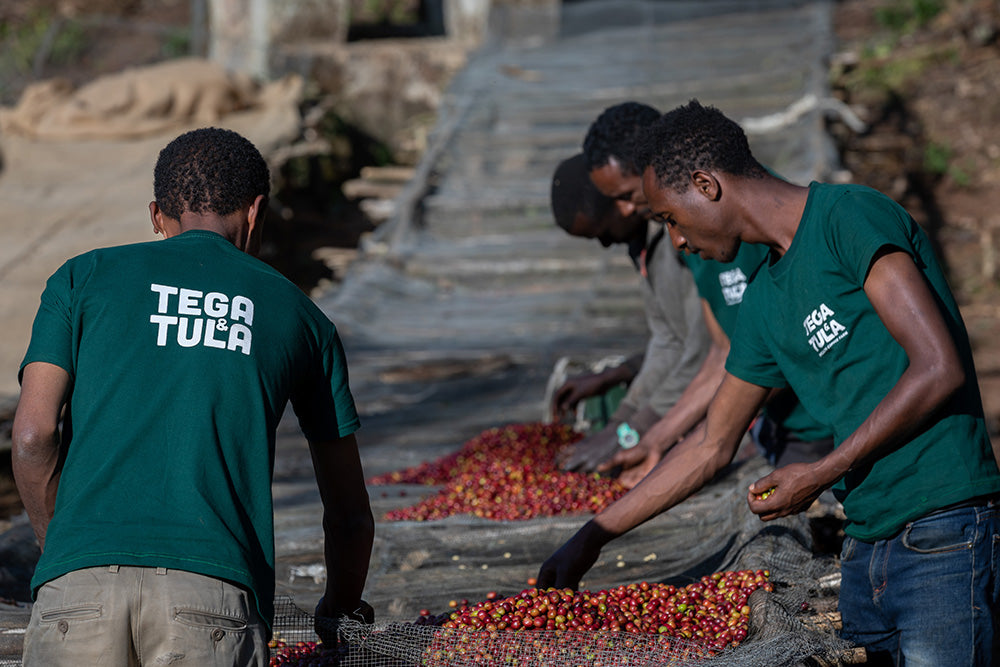 Mitarbeiter sortieren rote Kaffeekirschen von Kaffa Äthiopien Tega Tula Kaffee auf Trockenbetten in der Sonne