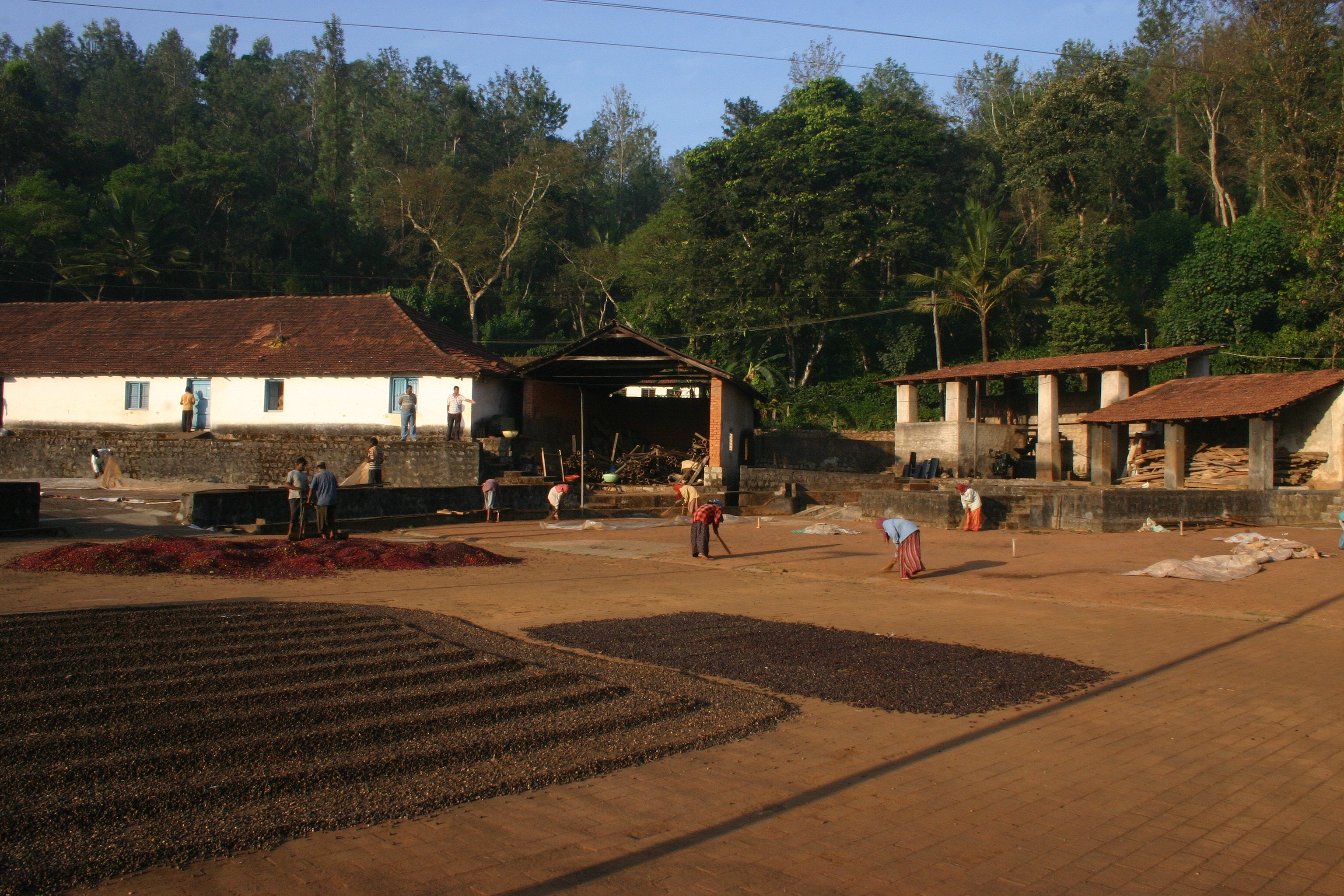 Aufbereitungsstation der Little Flower Indien Kaffeeplantage mit Mitarbeitenden, trocknenden Bohnen und weißen Gebäuden vor Waldhang