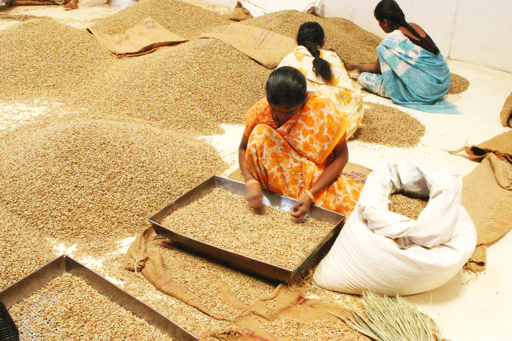 Drei Frauen in bunten Saris sortieren Little Flower Indien Kaffee als grüne Bohnen von Hand zwischen Säcken und Bohnenhaufen