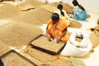 Drei Frauen in bunten Saris sortieren Little Flower Indien Kaffee als grüne Bohnen von Hand zwischen Säcken und Bohnenhaufen