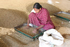 Frau im roten Sari sortiert Little Flower Indien Kaffee, grüne Bohnen von Hand in Metallschale auf Hallenboden