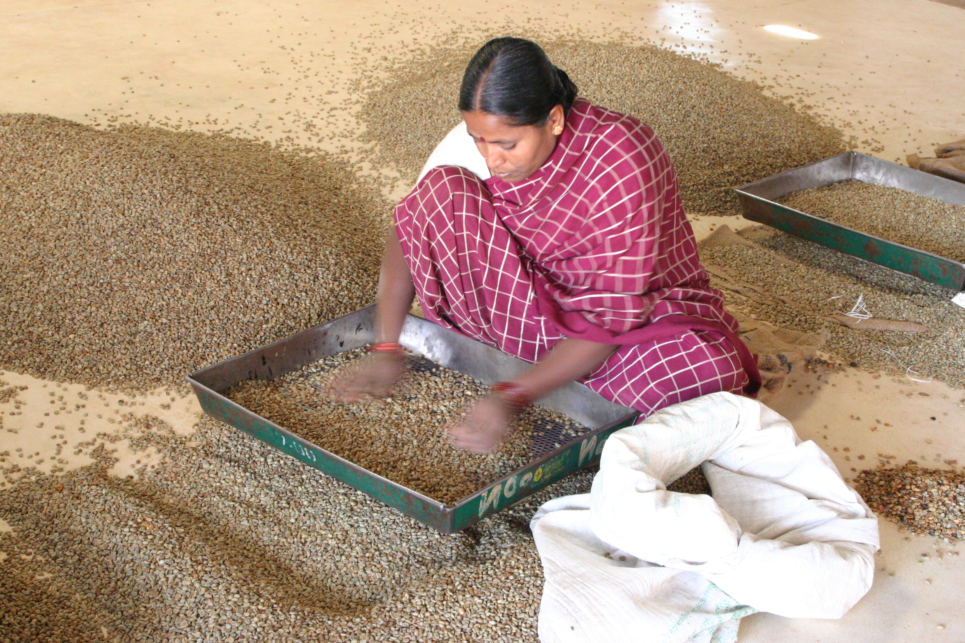 Frau im roten Sari sortiert Little Flower Indien Kaffee, grüne Bohnen von Hand in Metallschale auf Hallenboden