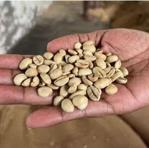 Hand mit hellen Malabar Monsooned Indien Rohkaffeebohnen, aufgequollene gelbliche Bohnen vor Jutesack im Lager